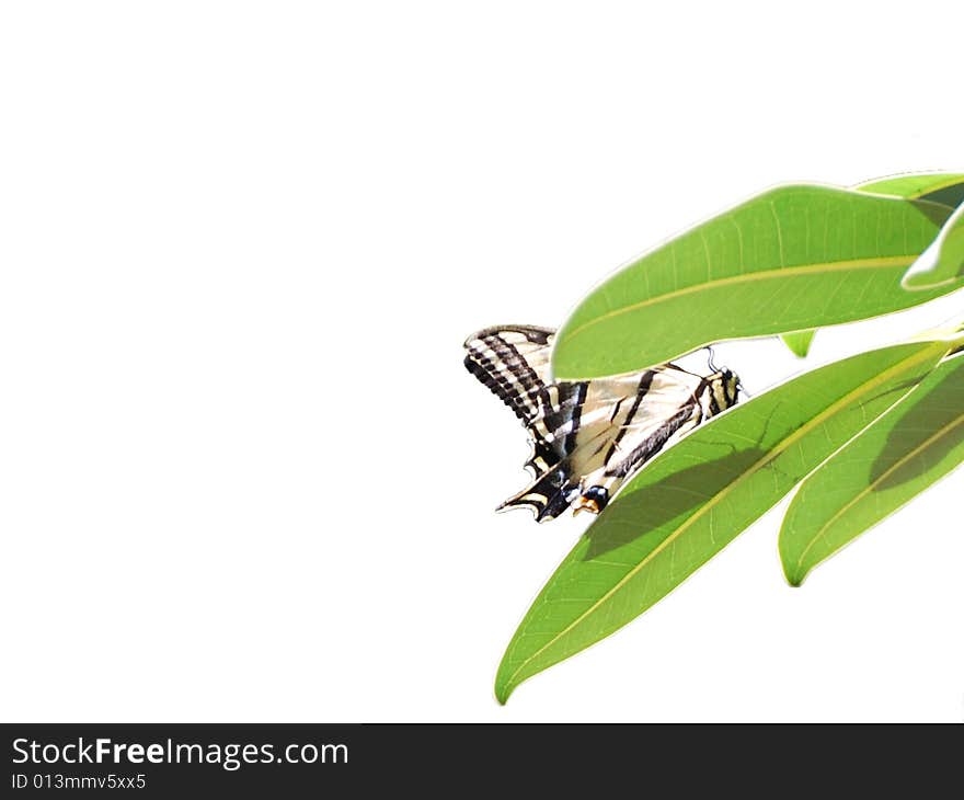 A butterfly in a L.A. park. A butterfly in a L.A. park