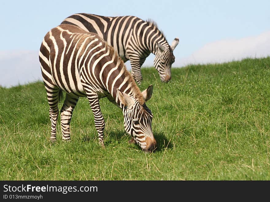 Zebras Dinner