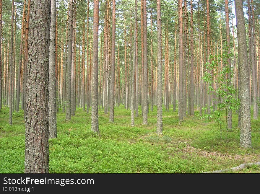 Pine forest and path in depths of the forest