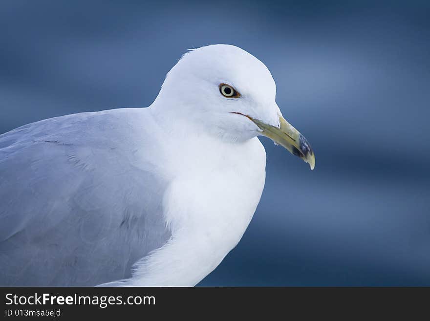 Picture of the sea gull