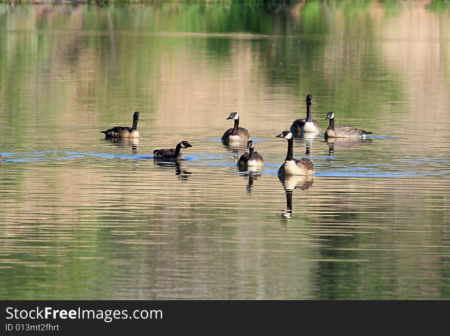 Canada Geese