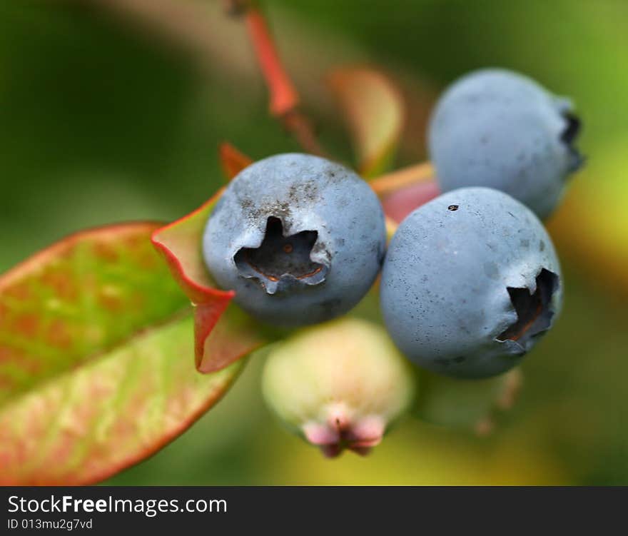 Bilberries