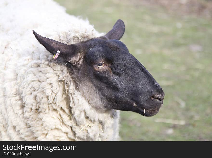 Picture of the sheeep close up. Picture of the sheeep close up