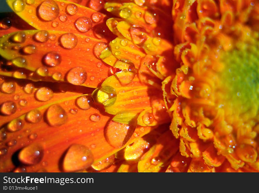 Closeup photo of an orange gerbera splashed with water