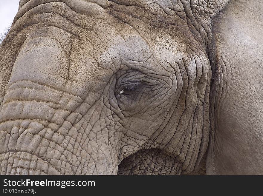 Photo of the zoo animals - elephant