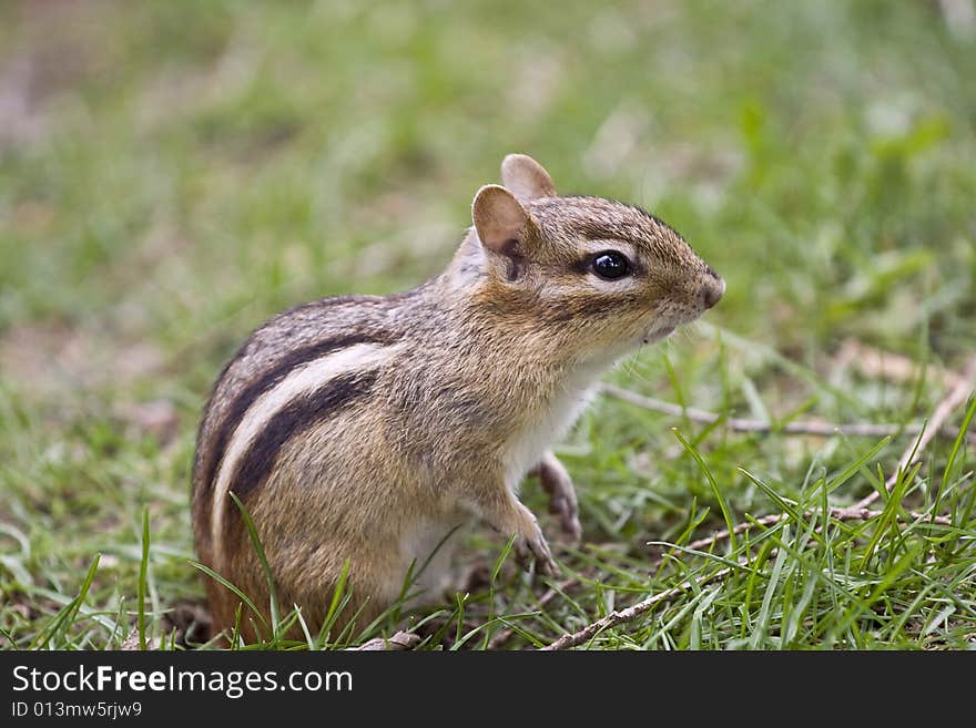 Picture of the park chipmunk