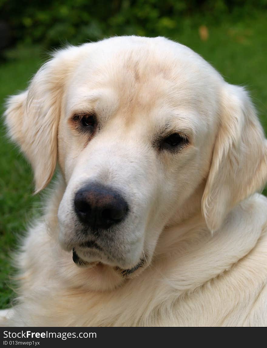 Detail of labrador dog face