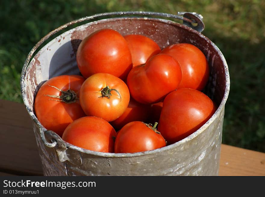 Bucket of Fresh Tomatoes