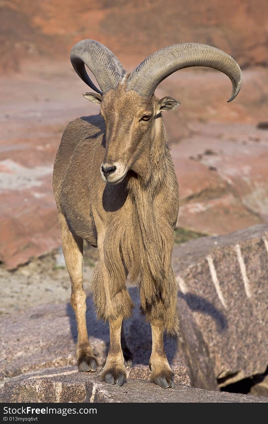 Picture of the goat close up