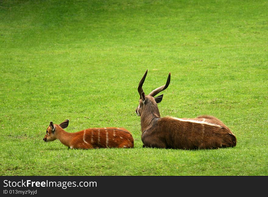 A Baby And Mother Antelope On Green Grass