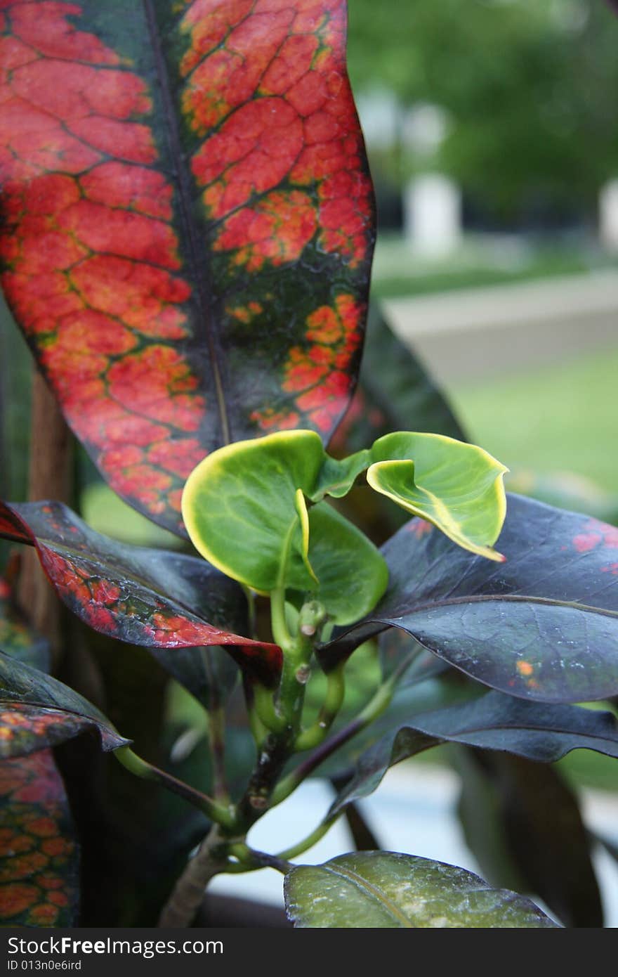 A beautiful plant with red and green artistic leaves. A beautiful plant with red and green artistic leaves