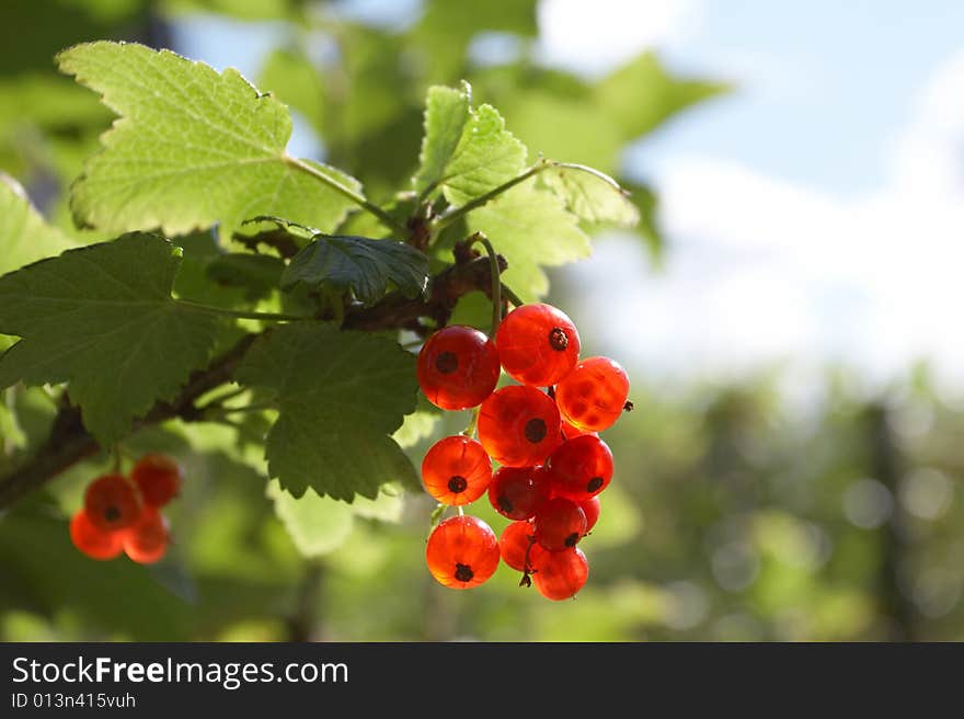 Red currant