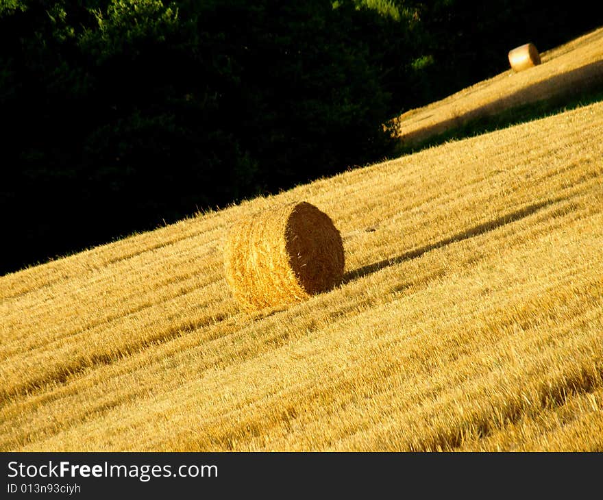 Hay s rools in a field