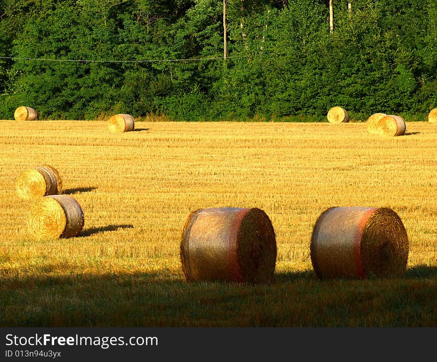 Field With Hay S Rolls