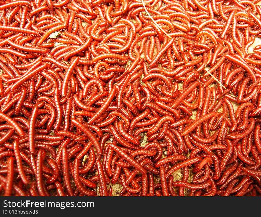 Millions of red centripid worms on each other. Millions of red centripid worms on each other