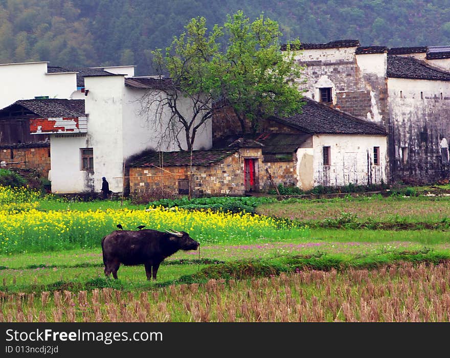 Beautiful village in china spring. Beautiful village in china spring