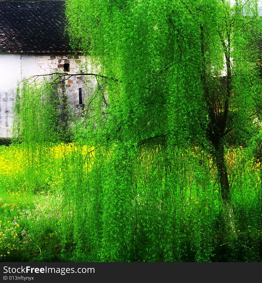 Spring is coming in china. Spring is coming in china