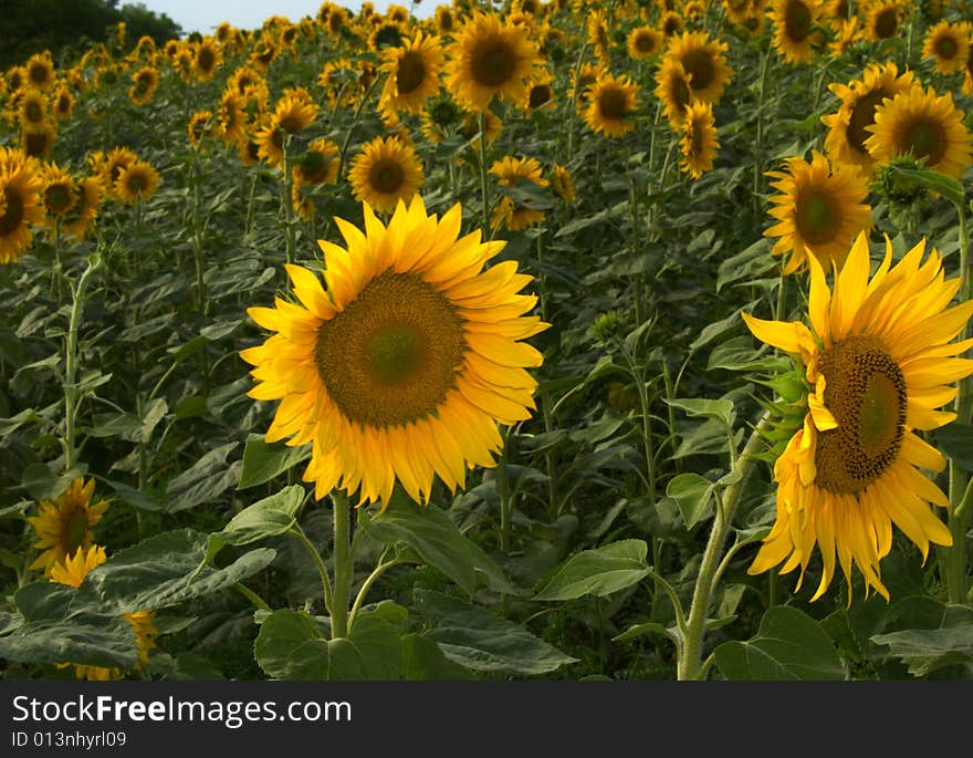 Bright yellow sunflowers