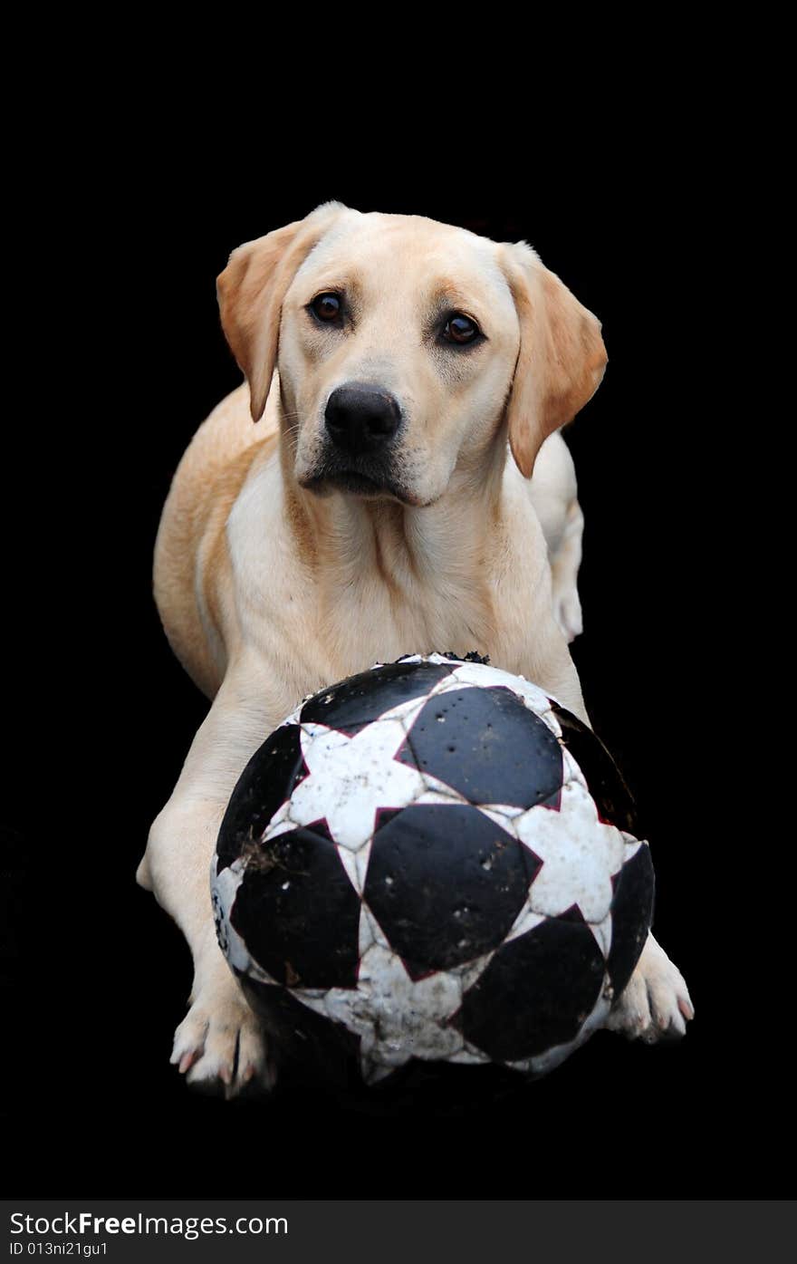 Labrador and ball