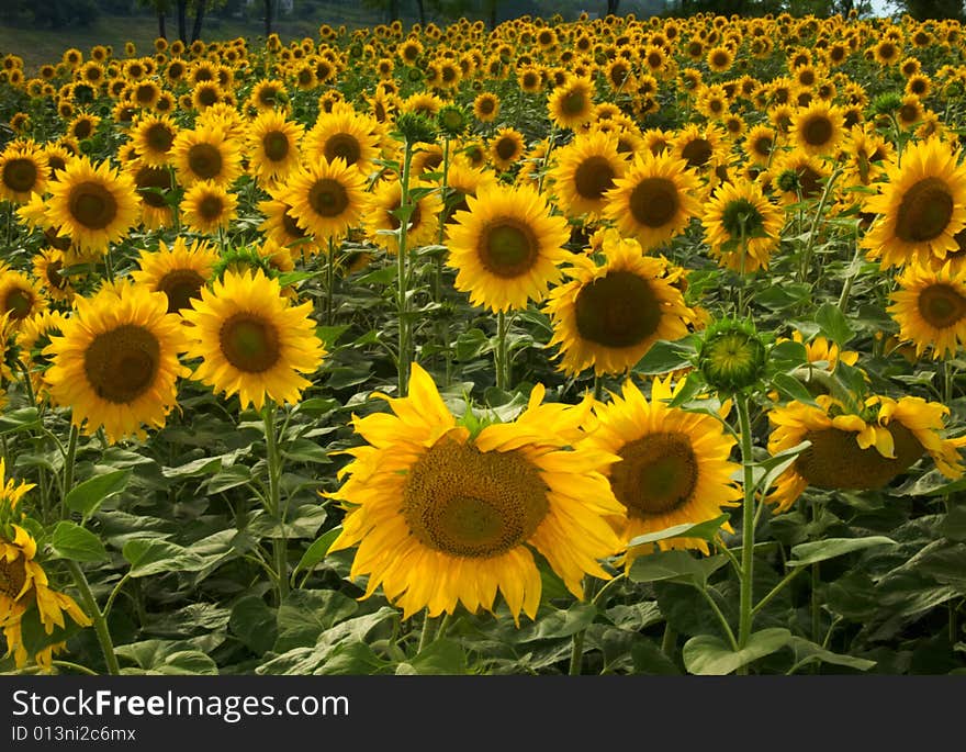 Very Large Sunflowers Field With Blue Sky At Sunny