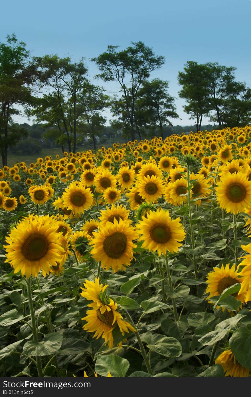 Field of sunflowers , sky and trees background. Field of sunflowers , sky and trees background