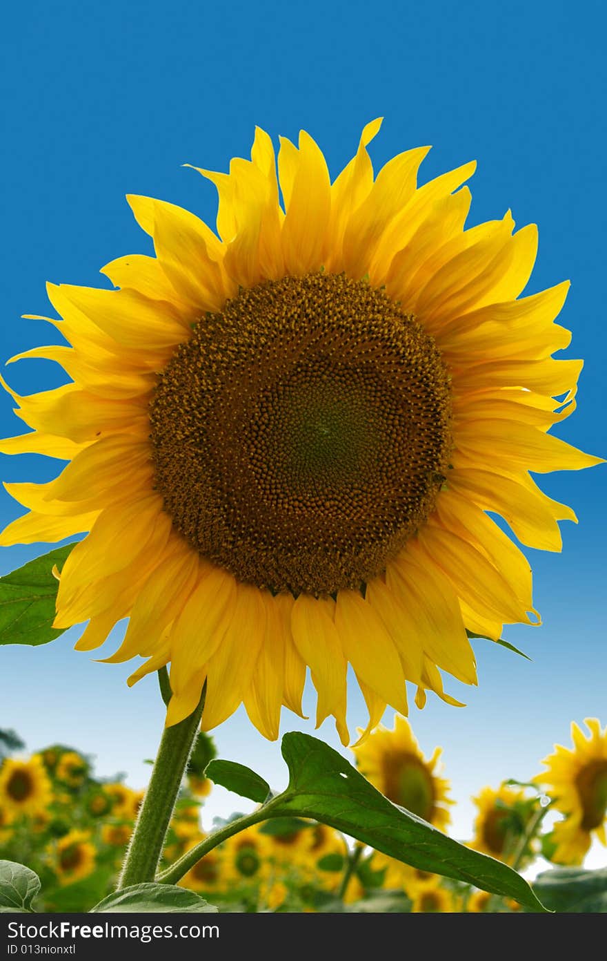 Sunflower And Blue Sky Background