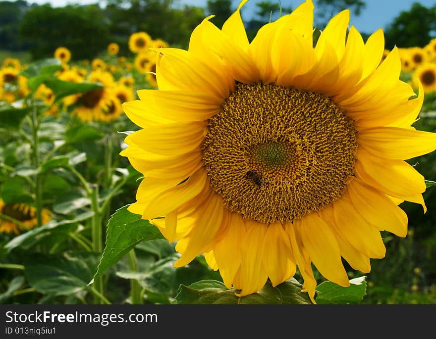 Summer field of sunflowers with sunflower isolated from others. Summer field of sunflowers with sunflower isolated from others.