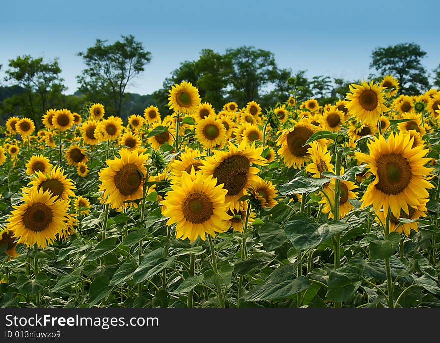 Bright yellow sunflowers on a background of the sk