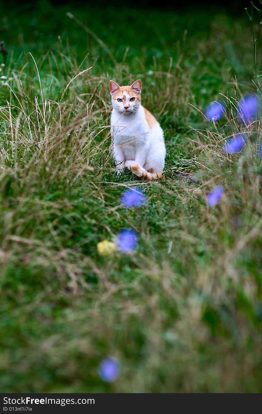 An image of a cat in green grass. An image of a cat in green grass