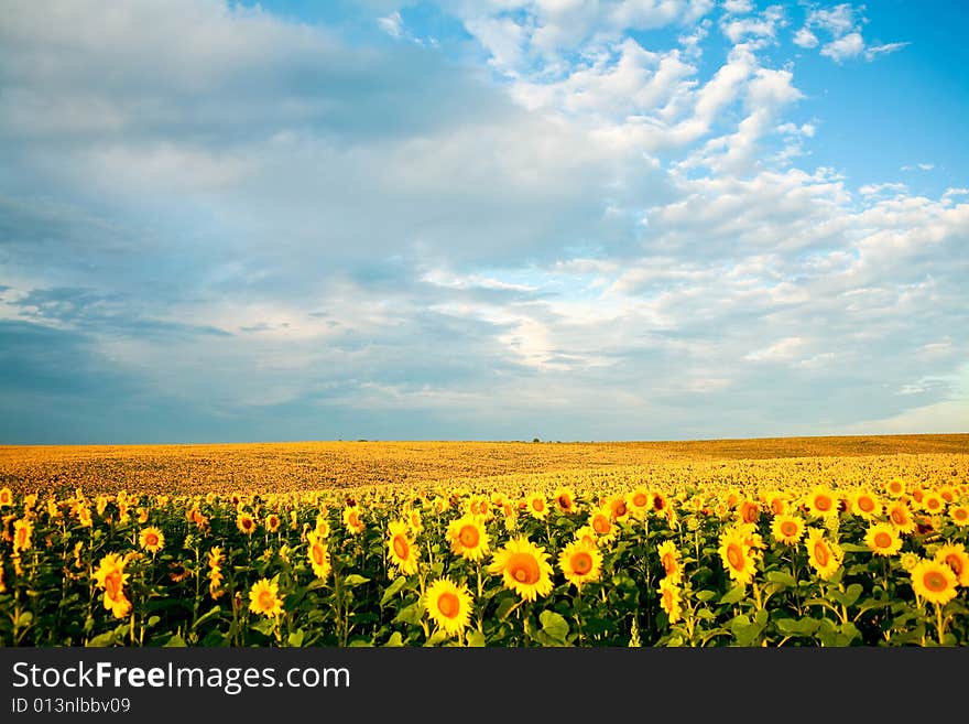 Yellow field