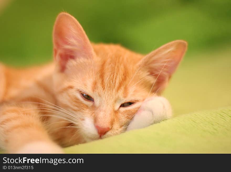 Little red kitten sleeping on bed. Little red kitten sleeping on bed