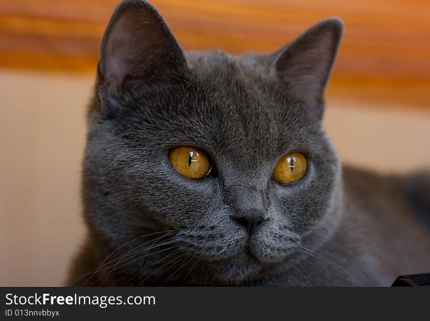 Cat Bristish shorthair