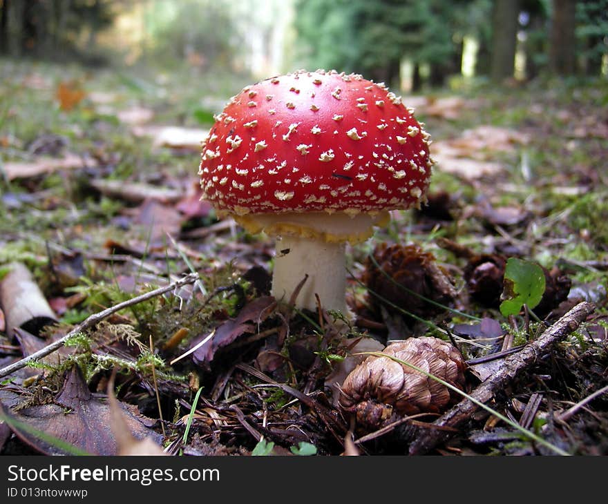 Red mushroom stading alone in the woods. Red mushroom stading alone in the woods