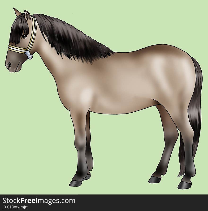 Pony breeds: Sorraia