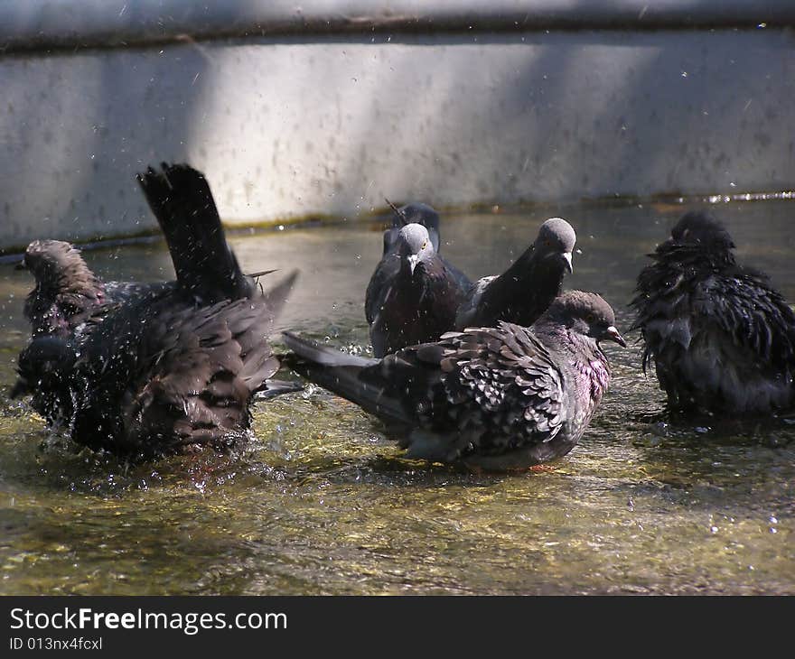 Pigeons bathe in water in a city fountain