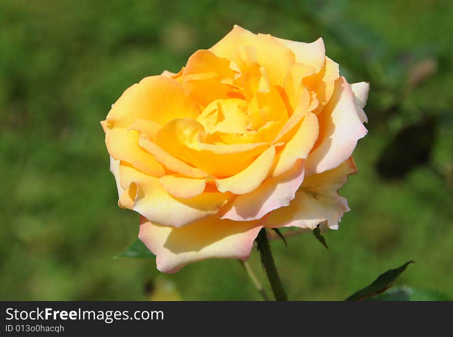 Perfect yellow rose