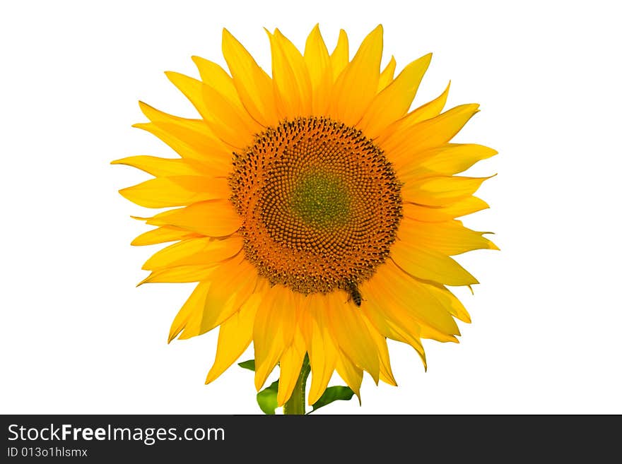 Isolated yellow sunflower on white background