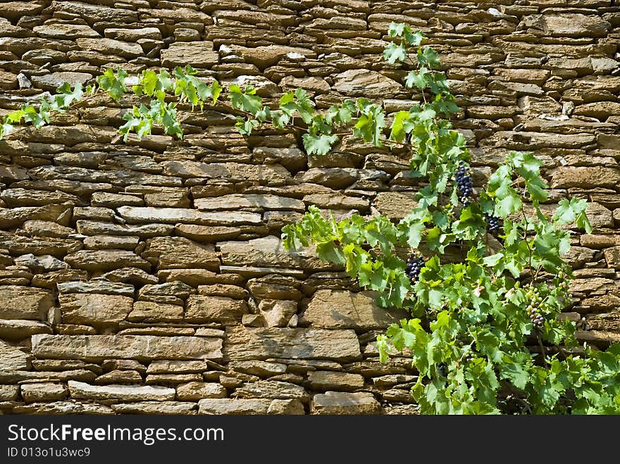 Grape plant