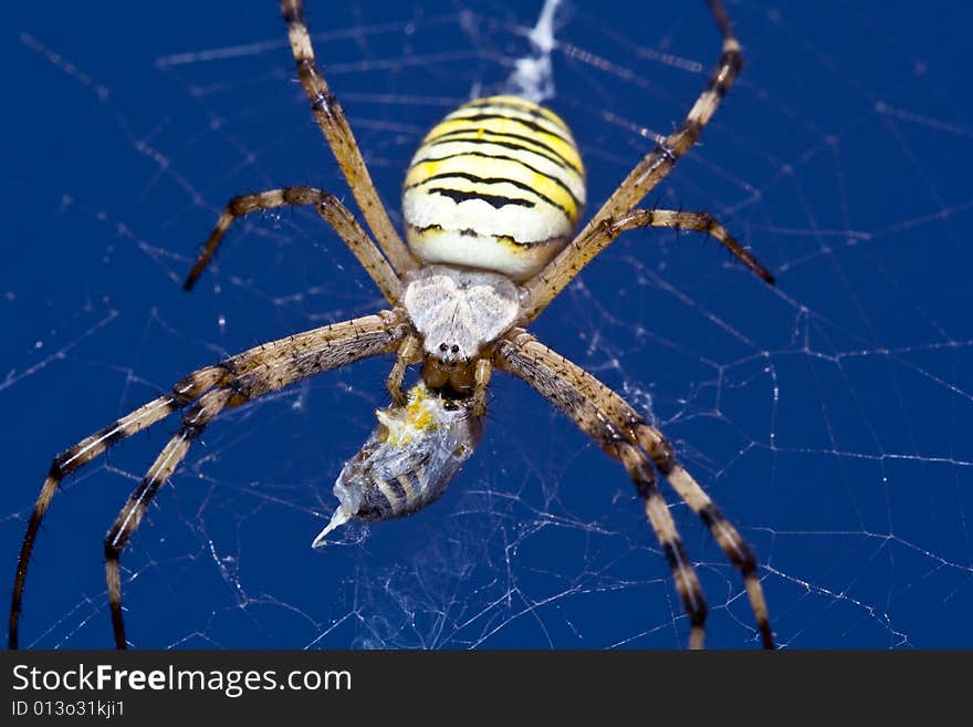 Spider has sunk his fangs in a bee. Spider has sunk his fangs in a bee