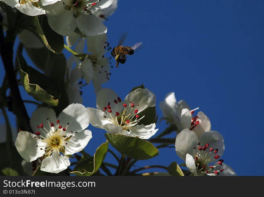 Honey bee on apple tree.