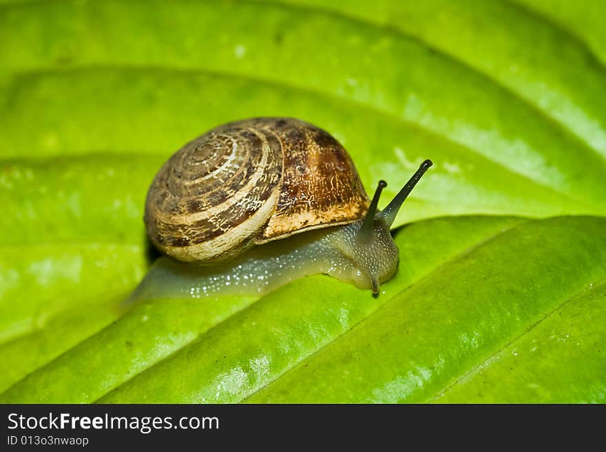 Snail on the green leaf