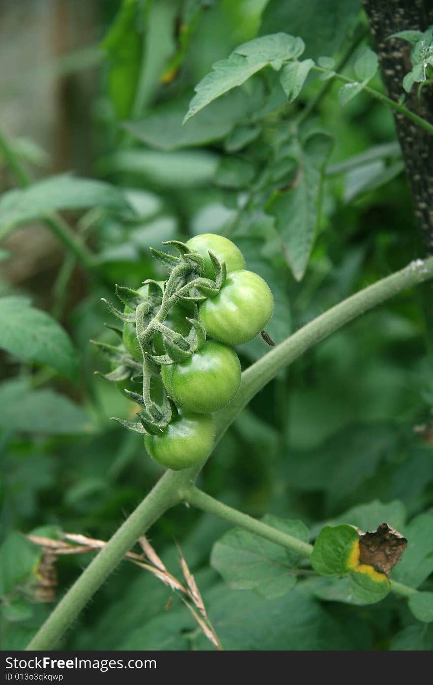 Tomatoes