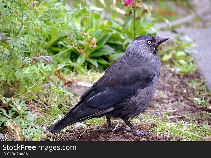 A jackdaw between grass and plants