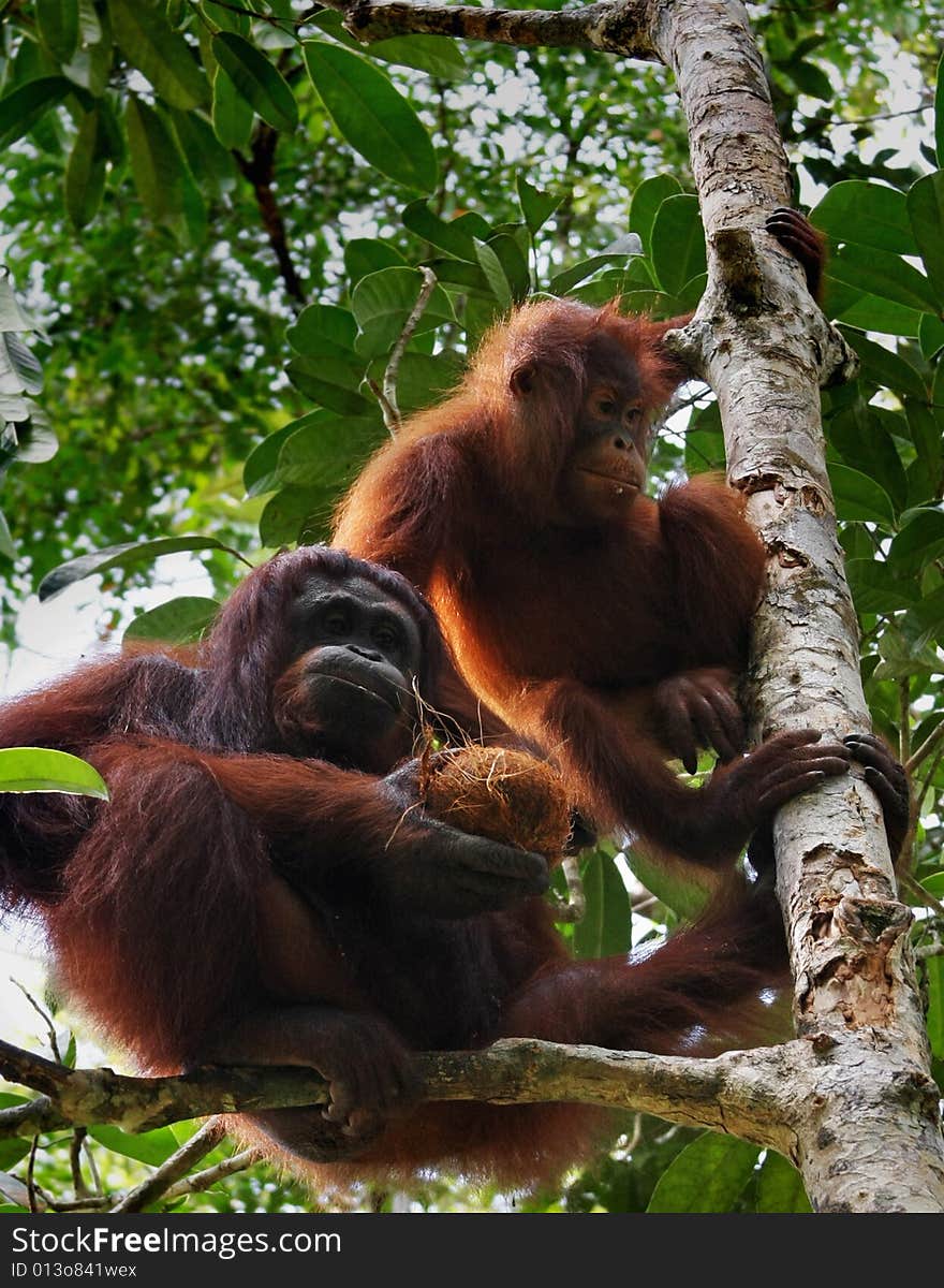 Two orangutan, in sarawak ( borneo ). Two orangutan, in sarawak ( borneo )