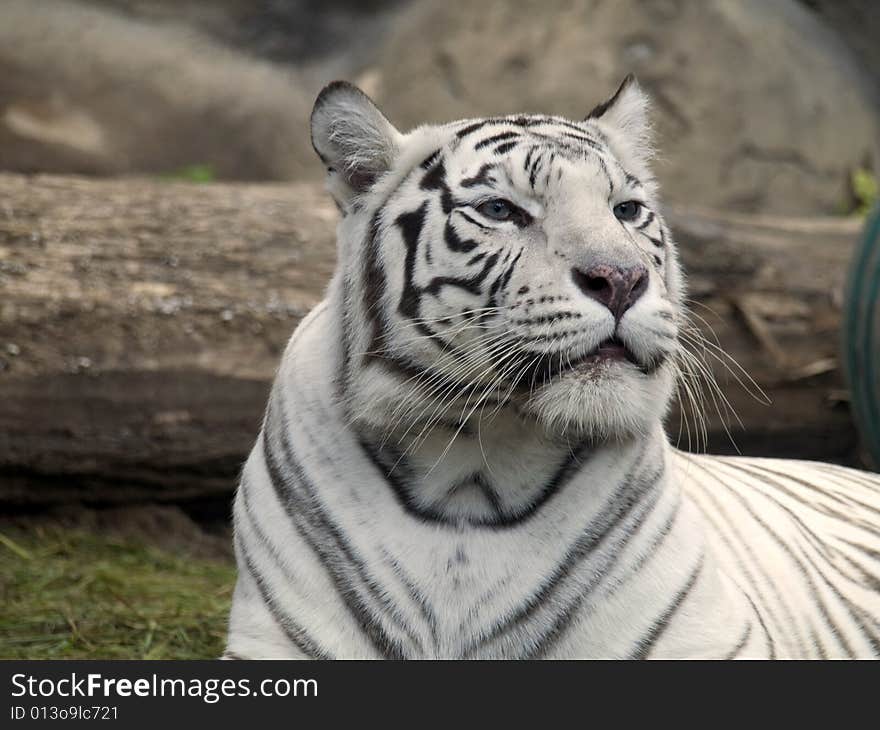 White tiger