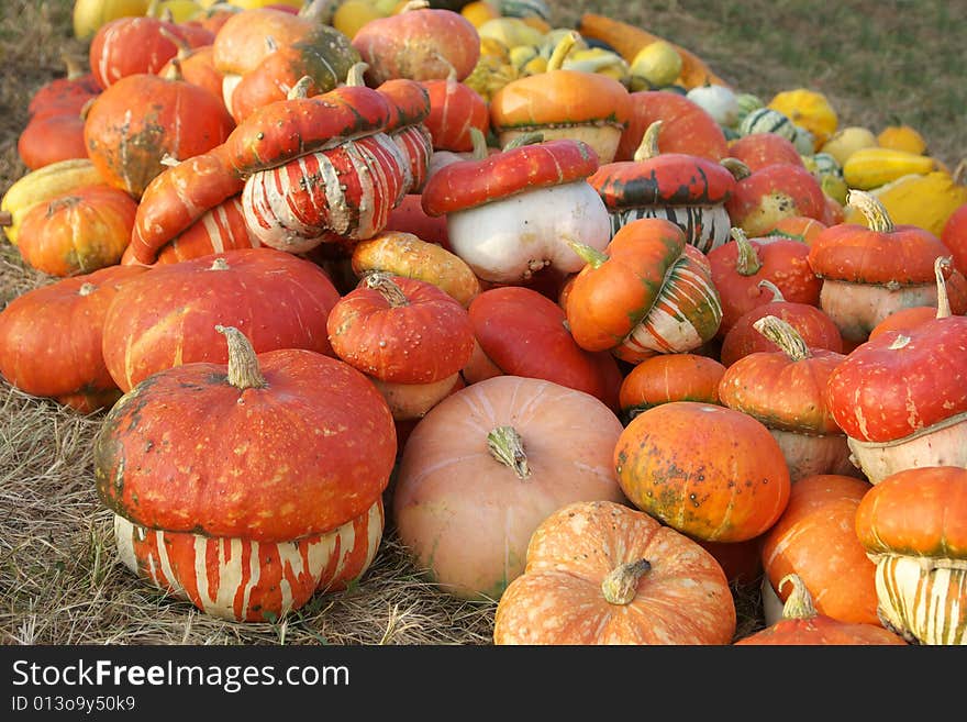 Pumpkins in the grass ready for Halloween. Pumpkins in the grass ready for Halloween