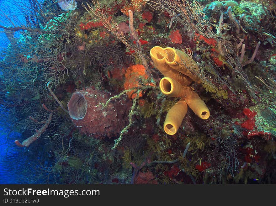 Underwater landscape of coral reef in Caribbean