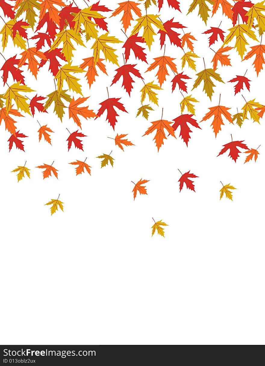 Autumn leaves vector illustration on white. Autumn leaves vector illustration on white