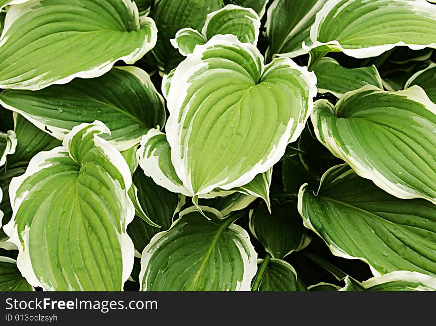 Hosta Silver Crown