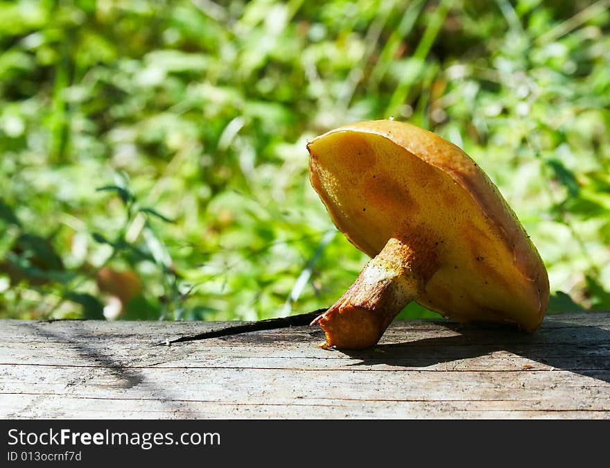 Mushroom forest food green substanc